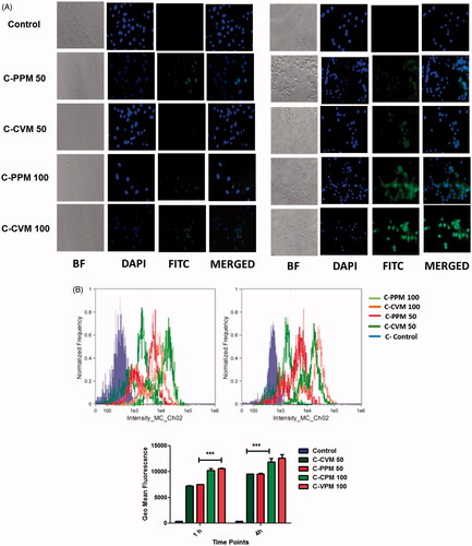 Figure 4. Cellular uptake of Cur loaded in C-PPM and C-CVM. (A) Fluorescent images at 1 and 4 h; (B) Flow cytometer data of B16F10 cells treated with C-CVM and C-PPM at 50 and 100 μg/mL of curcumin for 1 and 4 h. For each panel in A, the images are in the order as follows: bright field, nuclei stained by using DAPI (blue), Cur fluorescence and overlay-images of both the fluorescence images. The geo mean fluorescence data are represented as mean ± SD, averaged from three separate experiments. Statistical significance in difference between the means was analyzed by Student’s t-test, ***p < .001 (For colour variation, please check online version).