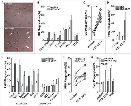 Figure 2. RTX-CD47 has single-agent pro-phagocytic activity towards CD20pos cancer cells. (A) Representative photos for macrophage phagocytosis assay with Daudi cells treated with RTX-CD47. RTX-CD47 induced macrophage-mediated phagocytosis of 4 out of the 6 CD20pos cancer cell lines. (B) RTX-CD47 triggered phagocytosis of primary patient-derived malignant B cells by autologous macrophages. (D) RTX-CD47 enhanced PMN-mediated phagocytosis of CEM.CD20 cells but not of parental CEM cells. (E) RTX-CD47 induced phagocytosis of all CD20/CD47 double positive cell lines in this cell panel and had no phagocytic activity on CD20negCD47pos cancer cell lines. (F) RTX-CD47 triggered granulocyte-mediated phagocytosis of primary patient-derived B malignant cells. (G) Phagocytosis induced by RTX-CD47 on WIL2 S cells is blocked by the addition of RTX F(ab')2 (5 µg/ml).