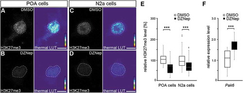 Figure 4. EZH2 inhibition by DZNep reduces global H3K27me3 levels and elevates Pak6 gene expression. (A-E) Representative microphotographs of dissociated E16 (+ 2 DIV) POA cells (A, B) and N2a cells (C, D) treated either with DMSO (A, C) or the EZH2 inhibitor DZNep (B, D) and stained with a H3K7me3-specific antibody, shown as fluorescence intensity in black/white code and as thermal color-code (thermal LUT). The mean grey value is quantified relative to DMSO controls in E (n = 37 POA and 120 N2a cells for DMSO, n = 36 POA and 102 N2a cells for DZNep). (F) Quantitative PCR displays increased Pak6 expression in DZNep-treated N2a cells compared to DMSO controls, normalized against Rps29 and Actb (three individual experiments with four technical replicates each). ‘n’ refers to the number of analyzed cells. ***P < 0.001; Student’s t-test.