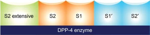 Figure 2 DPP-4 enzyme-binding sites.