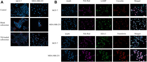 Figure 5 Mechanism of cellular uptake and trafficking of TQ-loaded cubosomes in human breast cancer cell lines. (A) Cellular uptake of the TQ and blank formulations in MCF-7 and MDA-MB-231 cell lines after 30 mins of treatment with the IC50 concentrations. (B) Subcellular localization of TQ-loaded cubosomes in MCF-7 and MDA-MB-231 cell lines. Cells were treated with 27.60 µM (MCF-7) and 7.60 µM (MDA-MB-231) of TQ-loaded cubosomes for 30 mins. The cubosomal formulations were labeled with nile red for tracing inside the cells. Slides were labeled with DAPI, LAMP, Caveolin, EEA-1 and Transferrin. Visualized by microscope Zeiss Axio, 40X oil immersion. Scale is 50 µm.