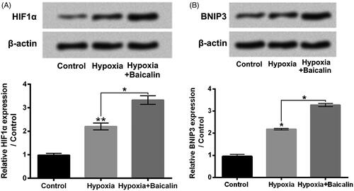 Figure 3. Baicalin further activated the HIF1α/BNIP3 pathway in hypoxia-stimulated H9c2 cells. H9c2 cells were subjected to 75 μM baicalin treatment for 24 h under hypoxia condition. The HIF1α (A) and BNIP3 (B) expressions were tested. N = 3. *p < .05, **p < .01.