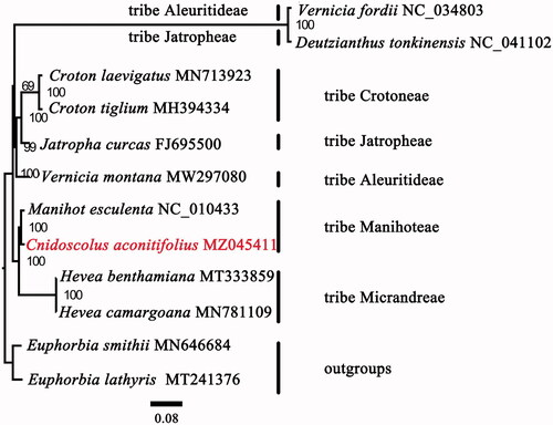 Figure 1. Maximum likelihood phylogenetic tree of Cnidoscolus aconitifolius with 1000 bootstrap replicates.