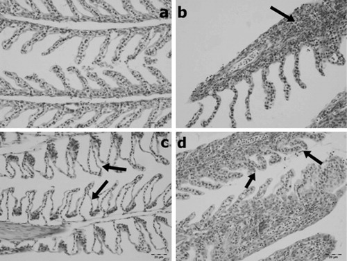 Figure 1. Normal architecture of gill sections from control (a) and histopathological changes in experimental groups. Clumping and thickening of lamellas because of inflammation (arrow in b). Lamellary edema and celluary infiltrations and clumping (arrows in e). HE.