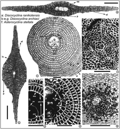 Figure 7. Morphologic and morphostructural features of D. ranikotensis and D. archiaci and illustrations of the parameters used in the description of orthophragminids; scale bars = 600 μm for (a) and (b), and 200 μm for the others. (a, b) vertical sections of D. ranikotensis and D. archiaci from Patala Formation (Thal, Pakistan) illustrating the bi-locular embryonic apparatus. ea: embryonic apparatus, el: equatorial layer, lc: lateral chambers, p: pillars (piles). (c–e) Equatorial sections of D. archiaci from Patala Formation (Thal, Pakistan) (c) and Karakaya Formation (central Turkey) (d, e) showing the embryonic chambers, peri-embryonic chambers/chamberlets and the biometric parameters P, D, A, H, W, n .5, h, and w used in the description of megalospheric orthophragmines; P and D- outer diameter of protoconch and deuteroconch perpendicular to their common axis; A- number of adauxiliary chamberlets; H and W- height and width of the adauxiliary chamberlets; h and w- height and width of equatorial chamberlets around the peripheral part of the equatorial layer; n .5 – number of annuli within .5 mm distance measured from the deuteroconch along the axis of the embryon. P- protoconch, D- deuteroconch, ps- protoconchal stolon, des- deuteroconchal embryonic stolons, pac- principal auxiliary chamberlets, adc- adauxiliary chamberlets, ch- chamberlets, s- septum, se- septulum, rs- radial stolon, as- annular stolon; the circle indicates the annular stolons at proximal and almost central part of the septulum. (f, g) Comparison of nepionic stages of two different microspheric orthophragminid juvenaria; f- early spiral chambers followed by orbitoidal isolated chamberlets, which become annular in the later stage of development after the introduction of progressive chamber (pc), and are characteristic of the Orbitoclypeidae, g- early spiral part followed by subdivided falciform chambers and first annular chamber (ac), characteristic of the Discocyclinidae; (f) is Asterocyclina stellata from Bartonian Soğucak Formation (Thrace Basin, Turkey) and (g) is D. archiaci from Patala Formation (Thal, Pakistan).