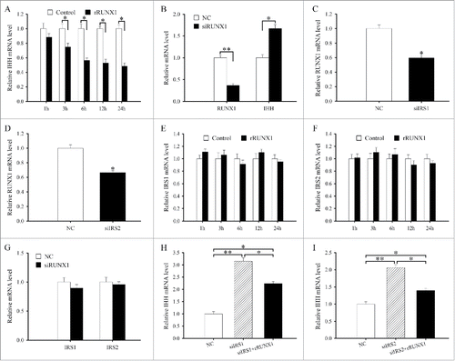 Figure 5. RUNX1 mediates the effects of IRS1/2 on the differentiation of antler chondrocytes. (A) IHH expression in antler chondrocytes treated with rRUNX1 for 1, 3, 6, 12 and 24 h. (B) Effects of RUNX1 siRNA on the expression of RUNX1 and IHH. (C) Effects of IRS1 siRNA on the expression of RUNX1. (D) Effects of IRS2 siRNA on the expression of RUNX1. (E) IRS1 expression in antler chondrocytes treated with rRUNX1 for 1, 3, 6, 12 and 24 h. (F) IRS2 expression in antler chondrocytes treated with rRUNX1 for 1, 3, 6, 12 and 24 h. (G) Effects of RUNX1 siRNA on the expression of IRS1 and IRS2. (H), rRUNX1 rescued the effects of IRS1 siRNA on the expression of IHH. After transfection with IRS1 siRNA and addition of rRUNX1, the expression of IHH was determined by real-time PCR. (I), rRUNX1 rescued the effects of IRS2 siRNA on the expression of IHH. siRUNX1, RUNX1 siRNA.
