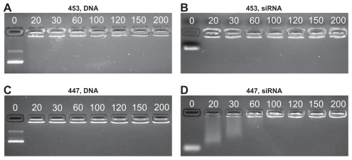 Figure 4 Poly(ester amine) 453 fully retards both DNA and siRNA at 20 w/w or lower, (A and B) 447 fully retards DNA, but up to 60 w/w is needed for siRNA retardation (C and D).Note: Numbers in each image refer to the polymer w/w ratio to DNA or siRNA.
