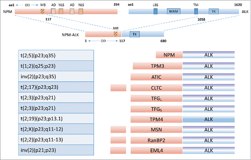 Figure 3. The ALK receptor kinase: fusion proteins. Reproduced with modification from Ardini E, Magnaghi P, Orsini P, Galvani A, Menichincheri M. Anaplastic Lymphoma Kinase: role in specific tumors, and development of small molecule inhibitors for cancer therapy. Cancer Lett 2010; 299: 81–94. PMID: 20934803; doi: 10.1016/j.canlet.2010.09.001. © 2010 Elsevier Ireland Ltd. By permission.