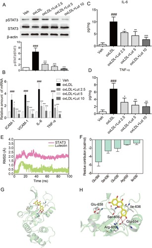 Figure 5 Luteolin suppressed inflammation in oxLDL-stimulated macrophages.