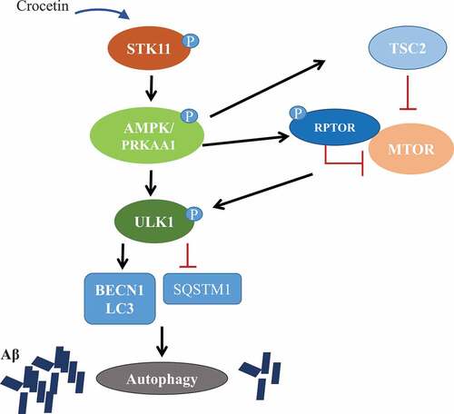 Figure 10. Crocetin induces autophagy through STK11-AMPK activation pathway and inhibition of the MTOR pathway