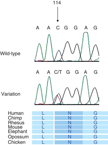 Figure 1. Novel polymorphism heterozygous c.114C->T (p.N114N) in exon 1 of HMX3, showing the conservative nature across species.