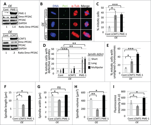 Figure 3. Overexpression-mediated perturbation of the LCMT1-PME-1 methylation equilibrium leads to misregulation of spindle size and cell division. (A) Overexpression of LAP-LCMT1 or LAP-PME-1 compared to non-induced control cells. Note that the levels of demethylated PP2AC decreased in cells overexpressing LAP-LCMT1 and increased in cells overexpressing LAP-PME-1. (B) Immunofluorescence microcopy showing that LAP-PME-1 overexpression leads to abnormally long spindles and LAP-LCMT1 overexpression leads to abnormally short spindles. Bar = 5 μm. (C) Quantification of the percentage of cells in mitosis showing that overexpression of LAP-PME-1 or LAP-LCMT1 leads to a major increase in cells arrested in mitosis. (D) Quantification showing that overexpression of LAP-LCMT1 or LAP-PME-1 leads to a major increase in the percentage of abnormal spindles (short, long, multipolar). (E) Quantification showing that overexpression of LAP-LCMT1 or LAP-PME-1 leads to a major increase in the percentage of unaligned chromosomes. (F) Quantification of metaphase spindle PTP distance (in μm) showing that LAP-PME-1 overexpression leads to abnormally long spindles and LAP-LCMT1 overexpression leads to abnormally short spindles. (G) Quantification of metaphase spindle width (in μm) showing that overexpression of LAP-LCMT1 leads to a decrease in spindle width, while overexpression of LAP-PME-1 had no significant effect on spindle width. (H) Quantification of metaphase spindle volume (in μm3) showing that overexpression of LAP-PME-1 leads to an increase in volume and LAP-LCMT1 overexpression leads to a decrease in volume. (I) Quantification of the total fluorescence intensity of mitotic spindle microtubules for LAP-PME-1 or LAP-LCMT1 overexpressing cells, in arbitrary units (A.U.), showing that overexpression of LAP-LCMT1 leads to a decrease in total microtubule polymer, whereas overexpression of LAP-PME-1 leads to an increase in total microtubule polymer. (C–I) Data represents average ± SDs of 3 independent experiments. * = P < 0.05, ** = P < 0.005, *** = P < 0.0005, ns = not statistically significant.