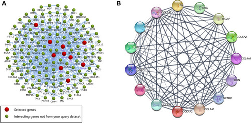 Figure 5 (A) The interaction network of hub genes and their related genes. Red represents selected genes, and greed represents interacting genes. (B) PPI network of the hub genes constructed via the STRING online database.