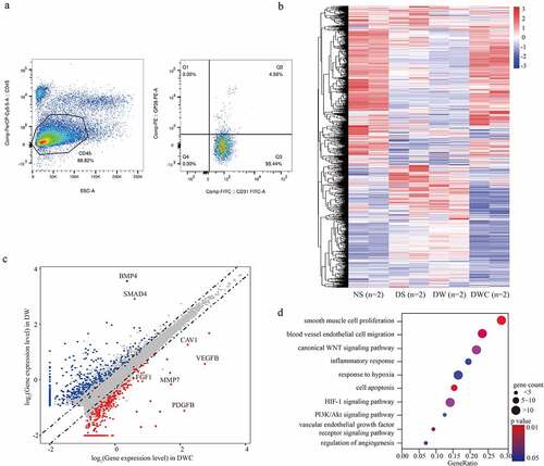 Figure 2. The transcriptome of vascular endothelial cells affected by chitosan. (a) Flow cytometric assay shows the isolation from cell suspension from granulation tissues by CD45, CD31 and GP38. CD45−/CD31+/GP38− population is considered as vascular endothelial cells. (b) Heatmap shows the differential expressed genes (DEGs) (log2FC > 1 or < −1, p < 0.05) among different conditions of animal model. (c) Scatter plot shows the DEGs between groups with and without chitosan treatment. Dots with different color represent genes that significantly up-regulated in DM+CW+CTS (Red), significantly up-regulated in DM+CW (Blue) and no significance (Grey). (d) Bubble chart shows the enriched functions associated with DEGs between DM+CW and DM+CW+CTS by GO analysis. NC: negative control group; DM: diabetes mellitus group; CW: chronic wound group; CTS: chitosan group; VEGFB: vascular endothelial growth factor B; FGF1: fibroblast growth factor 1; PDGFB: platelet derived growth factor subunit B; MMP7: matrix metallopeptidase 7; CAV1: caveolin 1; BMP4: bone morphogenetic protein 4; SMAD4: SMAD family member 4; GO: gene ontology.