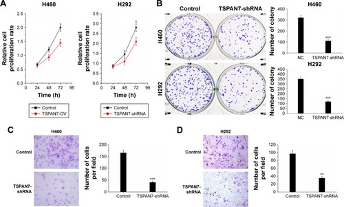 Figure 4 TSPAN7 depletion inhibits cell proliferation.