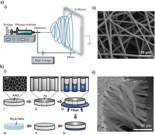 Figure 8. (a) (i) A schematic of the electrospinning process. Figure reproduced with permission from reference [Citation121] . (ii) Typical polymer nanofibres produced via electrospinning. Image reproduced from reference [Citation122] under the Creative Commons CC BY license. (b) (i) A solution template wetting process to produce PLLA nanowires, shown in part (ii). Figures reproduced from reference [Citation123] under the Creative Commons CC BY license.