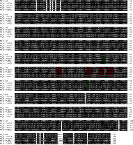 Figure 4. Sequence alignment of the A1 allele from different strains of Lentinula edodes. The sequences of allele A1 obtained from wild strains were aligned with the GenBank sequence JN129271.1 obtained from the Chinese strain L54A using MEGA 11. Putative start codons for HD1 and HD2 genes are indicated in green. Conserved motifs are indicated in red.