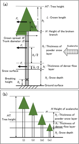 Figure 6. (a) Schematic of load on trunks from an avalanche. (b) The relationship between tree height and height of the avalanche.