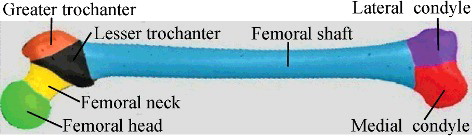 Figure 6. Segmentation result of femur model.