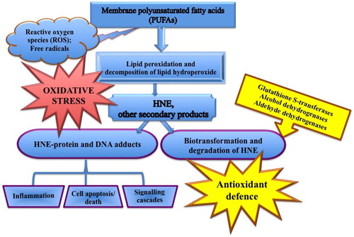 Figure 1. Reactivity, metabolism and possible biological effects of 4-hydroxynonenal.