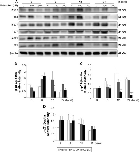 Figure 9 The involvement of p53 pathway in midazolam-induced apoptosis in TM3 cells. TM3 cells were treated without or with different concentrations of midazolam (150 and 300 μM) for 3, 6, 12 and 24 hours. Phosphor-p53 (53 kDa), p53, phosphor-p27 (27 kDa), p27, phosphor-p21 (21 kDa) and p21 were detected by Western blot analysis (A). Immunoblot represents the observations from one single experiment repeated at least three times. The integrated optical densities (IOD) of phosphor-p53 (B), phosphor-p27 (C) and phosphor-p21 (D) proteins were normalized with β-actin (43 kDa) in each lane. Each data point represents the mean ± SEM of three separate experiments. *, ** and *** indicate statistical difference compared to control equivalent to p<0.05, p<0.01 and p<0.005, respectively, (c = control).