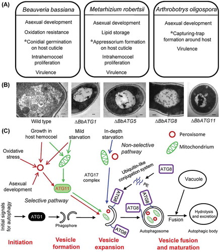 Figure 2. Overview of autophagic events in entomopathogenic and nematophagous fungi. (A) Divergent roles of autophagic events in sustaining the in vitro and in vivo cellular processes of B. bassiana, M. robertsii and A. oligospora, three representative mycopathogens that have evolved for adaptation to distinct host spectra and associated habitats and fall into different lineages. Autophagy mediates the asterisked process that is distinct for each of the fungal pathogens to penetrate through the host cuticle after conidial germination. (B) Transmission electronic microscopic images (scale bars: 0.2 μm) for intravacuolar autophagic events altered by singular deletions of ATG1, ATG5, ATG8 and ATG11 in B. bassiana. (C) Proposed model for autophagy pathways in B. bassiana, including starvation-induced or non-selective autophagy, selective autophagy and bulk autophagy. PE: phosphatidylethanolamine.