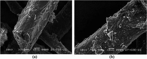 Figure 1. Mechanical damage of wool fibers caused by cutting; a/cut end of fiber; b/damaged scales on fiber surface.