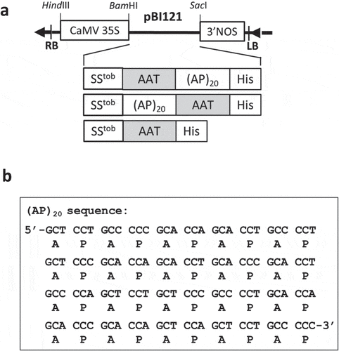 Figure 1. Schematic of the gene constructions in pBI121 expression vector (a) and the cDNA sequence of the designed synthetic (AP)20 gene (b). When the gene constructs encoding the (AP)20-tagged AAT are expressed in BY-2 cells, the clustered non-contiguous Pro (P) residues in the (AP)20 module are expected to hydroxylate to be Hyp, and subsequently O-glycosylated with arabinogalactan polysaccharides [Citation22,Citation30]. (AP)20: twenty tandem repeats of ‘Ala-Pro’ motif; SStob: tobacco extensin signal sequence; CaMV35S: 35S cauliflower mosaic virus promoter; 3ʹNOS: nopaline synthase terminator; His: 6 × His tag.
