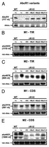 Figure 8. In vivo validation of AbcR1 modules 1 and 2. Northern blot analyses of AbcR1 (A), atu2422 (B), atu4678 (C), atu3114 (D), and atu4431 (E) transcripts from cultures of the A. tumefaciens wild-type (WT) or the ΔAbcR1/2 deletion mutant (ΔR1/2) complemented with a plasmid expressing different AbcR1 variants (+R1, +Mut1, +Mut2, +Mut1+2). The strains were grown in YEB medium. +v: control strains harboring the empty vector. Eight μg of total RNA were separated on 1.2% denaturing agarose gels. Ethidiumbromide-stained tRNAs or 16S rRNAs were used as loading control.