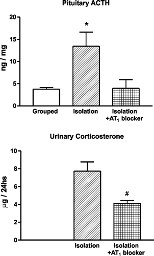 Figure 2 Effect of pretreatment with an AT1 receptor antagonist on the stress-induced pituitary ACTH content and urinary corticosterone excretion. Isolation stress increases pituitary ACTH. Pretreatment with candesartan prevents the increase in pituitary ACTH and decreases the urinary excretion of corticosterone. *P < 0.05 vs. grouped control and isolated rats pretreated with candesartan. #P < 0.05 vs. isolated rats treated with vehicle (modified from Armando et al. Citation2001).
