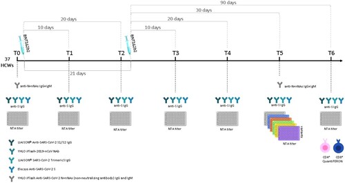 Figure 1. Synoptic representation of the study design with timing and type of analyses.