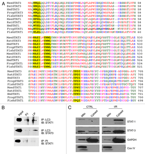 Figure 3. Protein alignment of STAT1 and STAT3 sequences with LC3-interacting regions (LIR) sequences highlighted. Three LIR sequences showed 100% conservation between STAT1 and STAT1 in human, rat, mouse, frog, and fish (A). The LIR motif YPDI was conserved between STAT1 and STAT3 in all species except in frog (A). LC3 was immunoprecipitated from whole cell lysates of cardiomyocytes, run on 10% PAGE gels and western blot filters interrogated for STAT1 and STAT3 (B). It was found that STAT1 and STAT-3 co-immunoprecipitated with LC3 while the pre-immune showed no presence of STAT1 or STAT-3 suggesting that the immunoprecipitation was specific (B). Primary cardiac fibroblasts were subjected to either control (normoxic) conditions or simulated ischemia/reperfusion injury and the mitochondrial and cytosolic fractions isolated. Western blotting for STAT1/3 revealed STAT1/3 was present in the mitochondrial fraction under control conditions and increased in the cytosolic fraction following I/R injury (C). Only a small amount of contamination from the cytosolic fraction was observed as shown by GAPDH while no mitochondrial contamination was seen in the cytosolic fraction as indicated by CoxIV.
