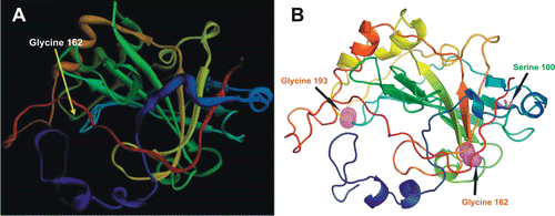 Figure 4.  Locations of the CA8 gene variation in members of Iraqi and Saudi Arabian family. (A) The location of the variation (yellow arrow, Glycine 162 Arginine) on hypothetical 3-D structure of carbonic anhydrase-related protein VIII (CARP VIII) protein as shown with incorrect numbering in Kaya et al.Citation7 (B) The 3-D structure of human CARP VIII (PDB ID: 2W2J) showing the correct places of variations in the CARP VIII protein (substitution of amino acids) found in members of Iraqi (top right black arrow, Serine 100 Proline) and members of Saudi Arabian family (bottom right black arrow Glycine 162 Arginine), top left black arrow, the position of panel A correctly identified as Glycine 193.