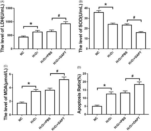 Figure 5. Inhibition of Notch singling pathway on oxidative damage and apoptosis of astrocytes induced by H2O2. Note: (A) the release amount of LDH in each group; (B) the detection of SOD activity in each group; (C) the change of MDA content in each group; (D) the apoptosis rate of each group. *P < .05 compared with NC group; #P < .05 compared with H2O2+PBS group.