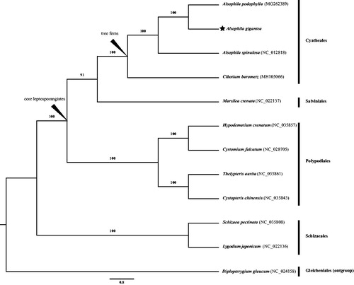 Figure 1. Maximum likelihood (ML) tree based on complete chloroplast genomes from 12 leptosporangiate ferns and one outgroup (Diplopterygium glaucum).
