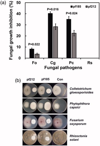 Figure 3. Growth inhibition of four plant pathogens caused by Isaria javanica pf185 and pf212 when grown in dual cultures on potato dextrose agar. Fo, Fusarium oxysporum; Cg, Colletotrichum gloeosporioides; Pc, Phytophthora capsici; and Rs, Rhizoctonia solani. (A) Error bars represent the mean standard error of 10 total replicates per treatment in two independent experiments. P-values are provided for the significant differences in growth under different treatments (Student’s t-test, α < 0.05). (B) The images were obtained at 7 d after co-cultivation. The fungal pathogen was inoculated on the left-hand side of the plate, and I. javanica pf185 or pf212 on the right-hand side. The images are representative of two independent experiments with five plates for each experiment.