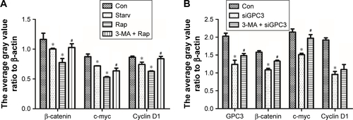Figure S2 (A) Autophagy suppressed wnt/β-catenin signaling. Expression of β-catenin, c-myc and cyclin D1 in HepG2 cells was significantly decreased under the stimulation of serum Starv and 100 nM Rap, whereas 3-MA attenuated the inhibition of GPC3 expression induced by autophagy. *p<0.05 vs control. #p<0.05 vs Rap. (B) Autophagy suppressed wnt/β-catenin signaling. Expression of GPC3, β-catenin, c-myc and cyclin D1 was significantly decreased in HepG2 cells transfected with siGPC3, whereas RNAi-directed protein expression inhibition was blocked by 3-MA. *p<0.05 vs control. #p<0.05 vs siGPC3.