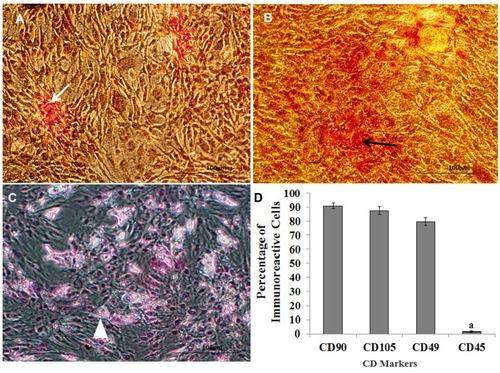 Figure 2 Alizarin red staining demonstrates osteogenic differentiation of ADSC (A). Safranin O staining presents chondrogenic differentiation of the extracellular matrix (B) and Oil red staining indicates Lipogenic differentiation of ADSC (C). White and black arrows indicate the extracellular matrix of osteocyte- and chondrocyte-derived ADSC, respectively, along with a histogram of the percentages of immunoreactive cells to CD105, CD90, CD49d, and CD45. (D) aStatistically different from CD105, CD90 and CD49d.