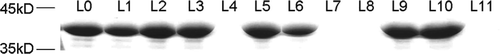 Figure 6.  SDS-PAGE of the fractions eluted from the gel filtration chromatography column. Lanes (L): L0, Gαo·GDP without gel filtration as a control; L1 and L2 corresponding to 11.1 ml and 11.91 ml elution peaks in Figure 5A, respectively; L3 and L4 corresponding to 11.9 ml and 15.6 ml elution peaks in Figure 5B; L5, L6, L7 and L8 corresponding to 10.5 ml, 11.9 ml, 15.3 ml and 16.0 ml elution peaks in Figure 5C; L9, L10 and L11 corresponding to 10.5 ml, 11.06 ml and 15.6 ml peaks in Figure 5D.