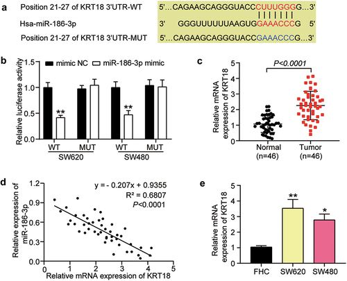 Figure 4. KRT18 validated as the direct target of miR‑186-3p in colon cancer cells.