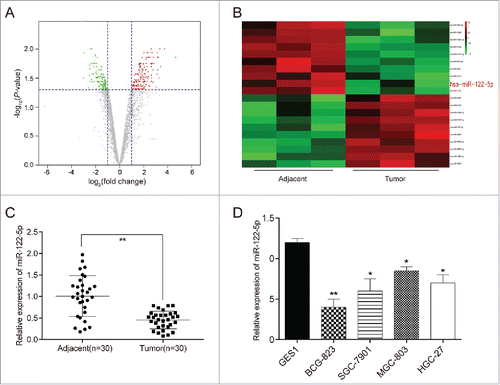 Figure 1. MiR-122-5p was low-expressed in gastric cancer tissues and cells (A) Aberrant expression miRNAs in gastric cancer tissues were reflected by the volcano plot. (B) MiR-122-5p was a lowly expressed miRNA in gastric cancer tissues than in adjacent tissues shown in the heat map. (C) MiR-122-5p expression was significantly lower expression in GC tissues than in adjacent tissues determined by qRT-PCR. (D) The expressions of miR-122-5p in human gastric cancer cell lines (BGC-823, SGC-7901, MGC-803 and HGC-27) were conspicuously lower compared with human normal gastric mucosal cell line GES1 determined by qRT-PCR. *P < 0.05, **P < 0.01, compared with normal tissues or GES1 cell line.