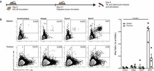 Figure 3. Tumor-bearing mice have circulating and tumor-infiltrating CD8+ lymphocytes specific for Rpl18 neo-peptide. (a) Mice were inoculated with 3 × 105 live MC-38 tumor cells. Lymphocytes isolated from spleen and tumor-infiltrating lymphocytes from the established tumors were stimulated with neo-peptides eight days post inoculation (n = 4). (b) IFNγ and TNFα cytokine production of CD8α+ T lymphocytes through stimulation with synthetic “long” peptides-loaded dendritic cells; from a single mouse (left) and all double-cytokine producing summarized (right). Where indicated, statistical significance was determined with student’s t test.