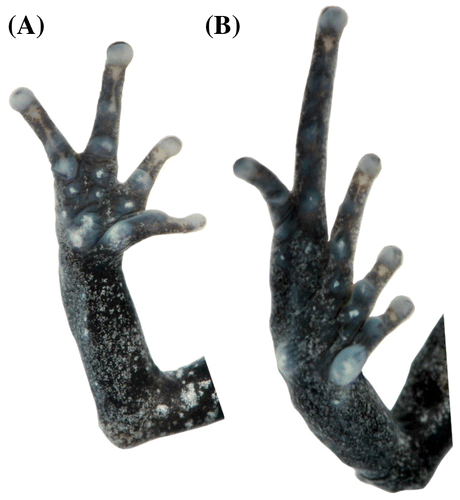 Figura 18. Pristimantis saturninoi sp. nov. (DHMECN 12232). (A) Vista palmar de la mano; (B) vista plantar del pie. Longitud del pie 8.8 mm.