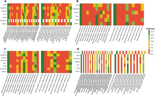 Figure 3. Viral read abundance according to organ, species, and location. Menglun (a); Mengyuan Paradise (b); Rubber plantations (c); Xishuangbanna Tropical Botanical Garden (d). For each location, the first heatmap (on the left side) shows normalized reads from mapped reads to SPAdes contigs, and the second heatmap displays normalized reads from mapped reads to MEGAHIT contigs. The white spaces in (a) & (d) refer to missing organs for the corresponding animal species.