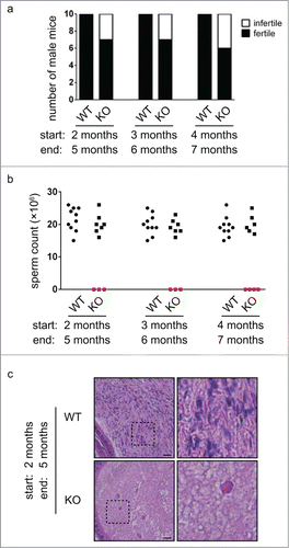 Figure 1. A large portion of Chfr knockout male mice are infertile. (a) Wild type (WT) and Chfr knockout (KO) male mice were mated with WT female mice. Male mice of 3 different ages were used. The numbers of fertile and infertile mice are shown. The age at the start and the end of mating are marked. (b) Sperm were harvested from epididymides at the end of mating. Sperm counts are shown. (c) Hematoxylin and eosin staining of epididymis sections are shown. Higher magnifications of selected areas are shown on right. Scale bar, 50 µM.
