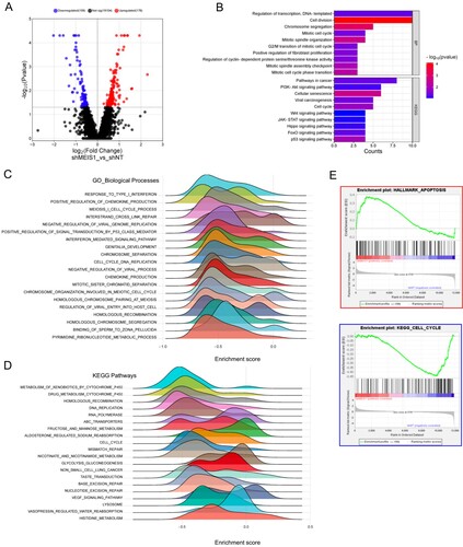 Figure 7. Silencing MEIS1 downregulates the expression of cell-cycle-related genes. (A) Volcano plot of the DEGs in shNT and shMEIS1 treated GSC11 cells. (B) Functional annotation of genes that are significantly downregulated in shMEIS1-treated GSC11 cells (Log2FC <−0.5; p ≤0.05). (C-E) Enrichment plot of downregulated biological processes and pathways in GSC11 cells after MEIS1 shRNA knockdown.