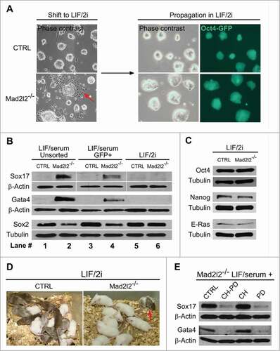 Figure 3. Adaptation of Mad2l2−/− ESC culture to LIF/2i inhibits differentiation. (A) Upon shifting from LIF/serum to LIF/2i, and further adaptation for 2–3 passages, differentiating cells in Mad2l2−/− culture disappear (red arrow in the left panel). (B) Western blot analysis of unsorted cells from LIF/serum culture (lanes #1 and 2), of FACS-sorted, Oct4-GFP positive cells from LIF/serum culture (lanes #3 and 4), and of LIF/2i-adapted ESCs (lanes #5 and 6). (C) Western blot analysis of pluripotency-related markers in ESCs from LIF/2i cultures. (D) LIF/2i-adapted Mad2l2−/− ESCs re-acquire the potential to generate chimeric pups (red arrow). A representative picture of 3 different litters obtained from embryo injection of each cell line is shown. (E) Western blot analysis of Oct4-GFP positive ESCs from LIF/serum cultures treated with the small molecule inhibitors CHIR 99021 (CH) and/or PD 0325901 (PD). Note that inhibition of the MAPK pathway by PD is sufficient to block primitive endoderm differentiation in Mad2l2−/− ESCs. (B–E) are the representative images of at least 3 independent biological replicates.