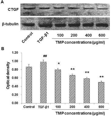 Figure 4. Effects of TMP on TGF-β1-induced CTGF expression in HSC-T6 cells detected by western blot. (A) Western blot was used to detect the protein expression levels of CTGF in HSC-T6 cells after drug administration. HSC-T6 cells were treated with nothing (blank control), 5 ng/mL TGF-β1 and TMP at concentrations of 100, 200, 400 and 600 μg/mL, respectively. (B) Quantitative analysis of the relative optical density of the protein bands. n = 6; compared with the blank control, ##P < 0.01; compared with the TGF-β1-treated group, *P < 0.05, **P < 0.01.