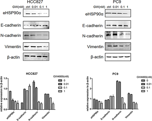 Figure 1 eHSP90α and EMT markers were dose-dependent on GW4869. Expression of eHSP90α, E-cadherin, N-cadherin and vimentin in HCC827 and PC9 after GW4869 treatment was detected by WB. *P<0.05 vs control.