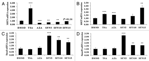 Figure 3. MSTN and its signaling pathway were inhibited by SFN treatment. qRT-PCR was performed to quantify MSTN (A), hSGT (B), Smad7 (C) and Smurf1 (D) mRNA level. The results represent the mean ± standard deviations (SD) of three independent experiments each performed in duplicate (**p < 0.01; ***p < 0.001).